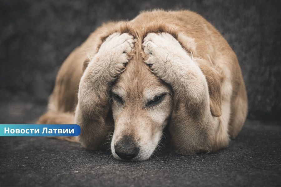 В Латвии предлагают ввести уголовную ответственность за сексуальное насилие над животными.